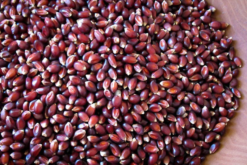 Rancho Gordo Crimson Popcorn - 1 lb Bag | Non-GMO, Heirloom Popcorn Kernels | Perfect for Movie Nights, Snacking & Gift Giving