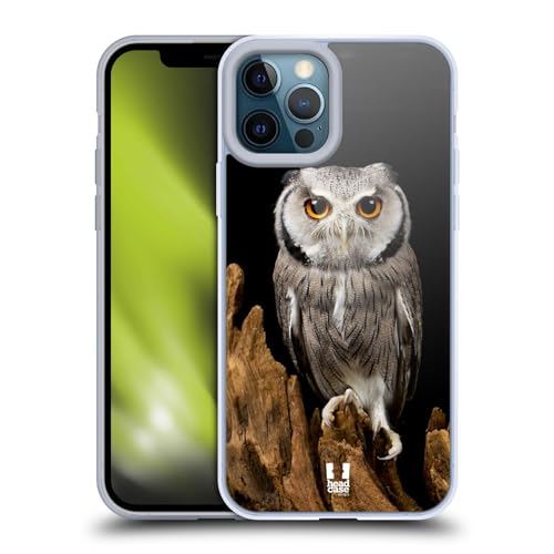 White-Faced Owl