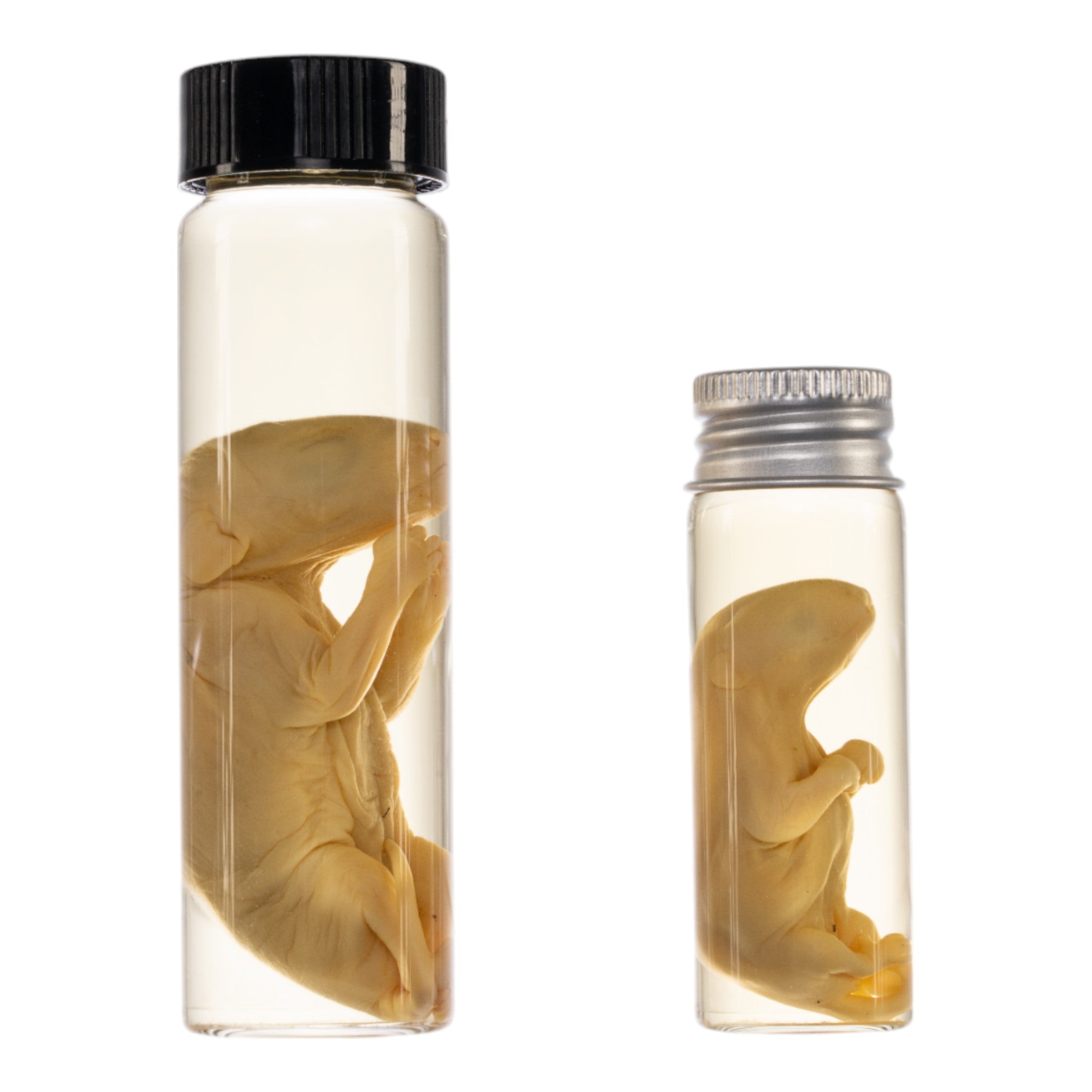 Preserved Opossum Pup Wet Specimen in Alcohol - Authentic Biological Specimen for Science Education & Taxidermy Collectors | Perfect for Classroom Labs, Research & Oddity Displays