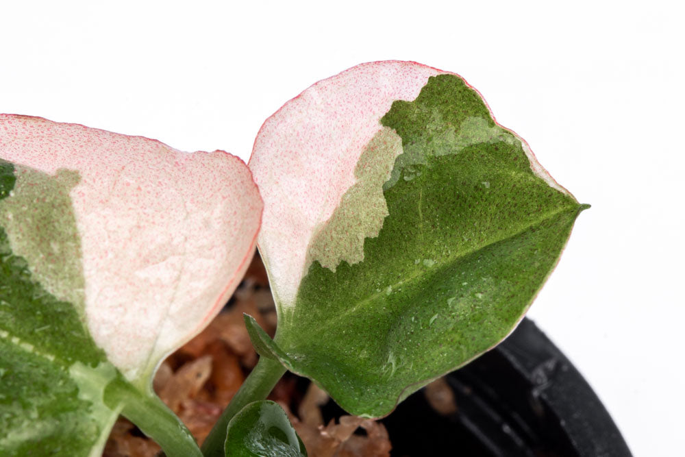 Syngonium Strawberry Ice Bare Root Plant - Rare Pink Variegated Houseplant for Indoor Decor, Office, or Gift