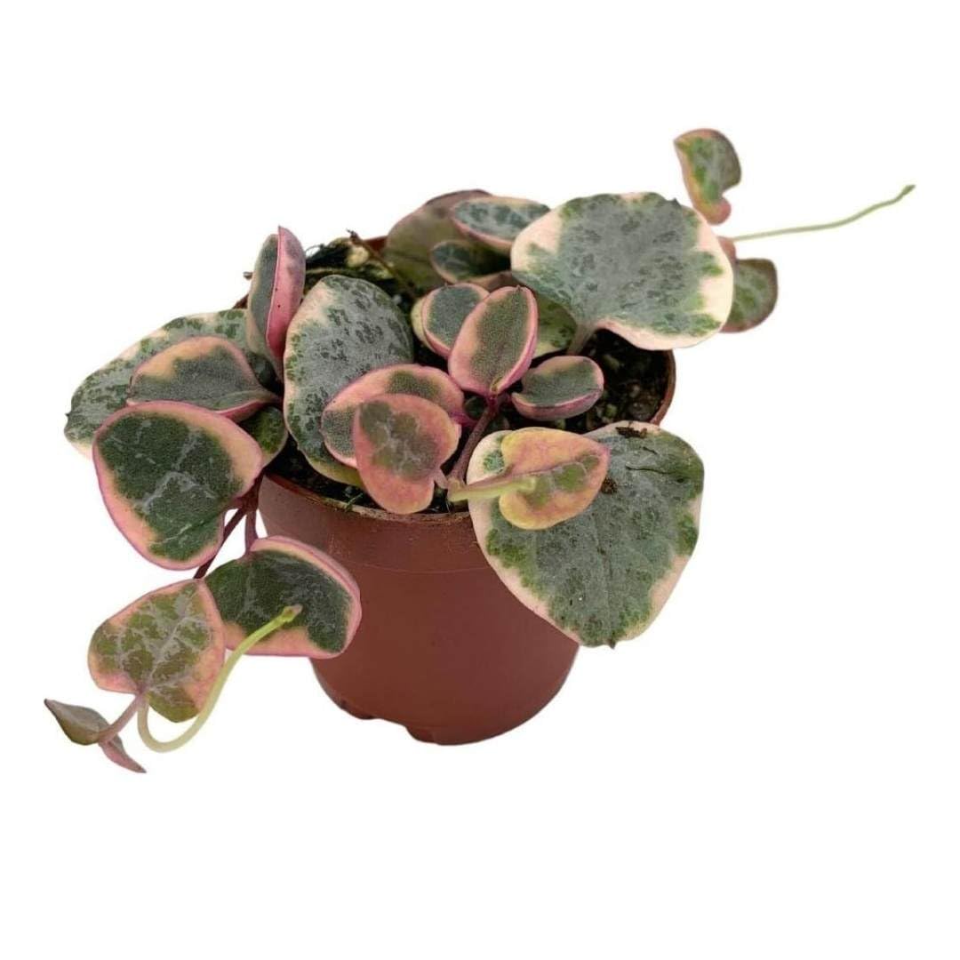 Variegated String of Hearts (Ceropegia Woodii) - Live Succulent Plant in 2 Inch Pot - Perfect for Hanging Baskets, Home Decor & Indoor Gardens