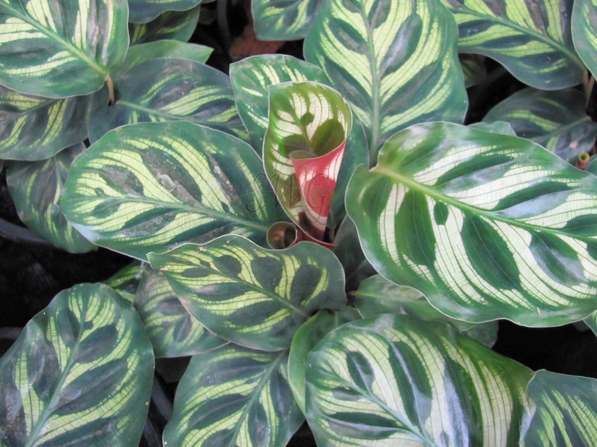 Calathea Makoyana (Peacock Plant) - 10 Live Indoor Plants in 4 Inch Pots - Easy to Grow Air Purifying Houseplant for Home, Office & Bedroom Decor