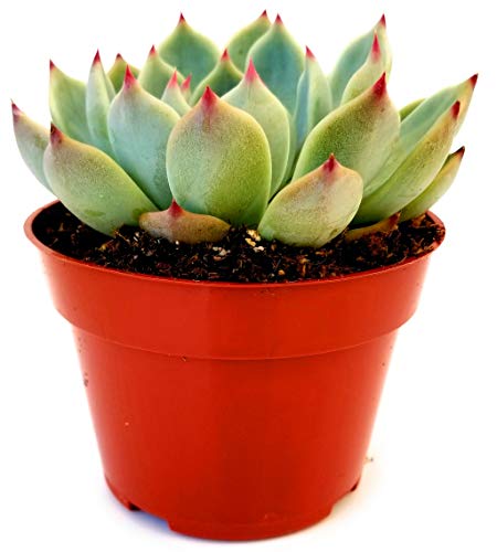colorata