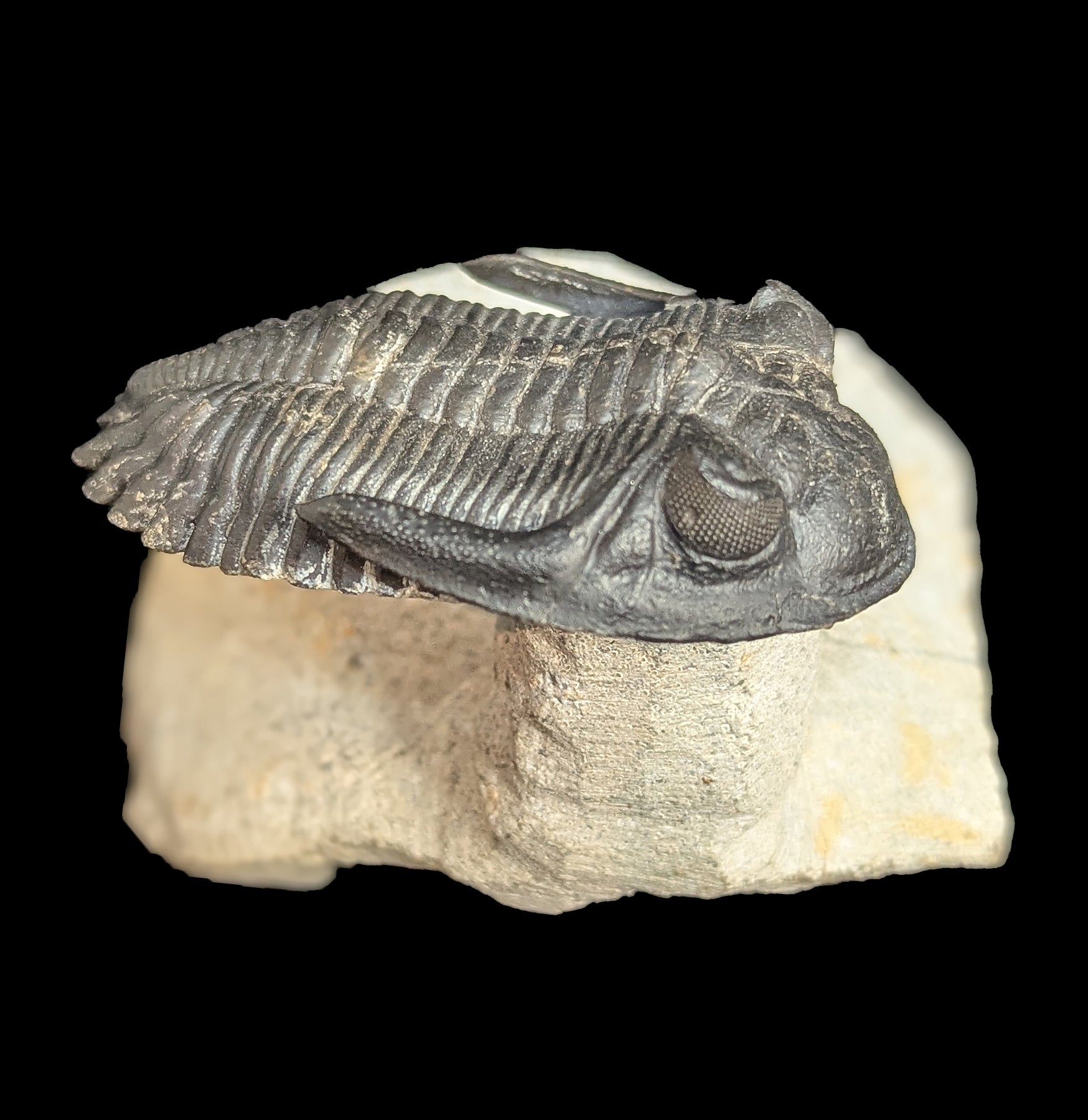 Authentic Trilobite Hollardops Fossil in Matrix - Rare Prehistoric Specimen for Collectors & Paleontology Enthusiasts - Perfect for Home Display, Educational Use & Gift Giving