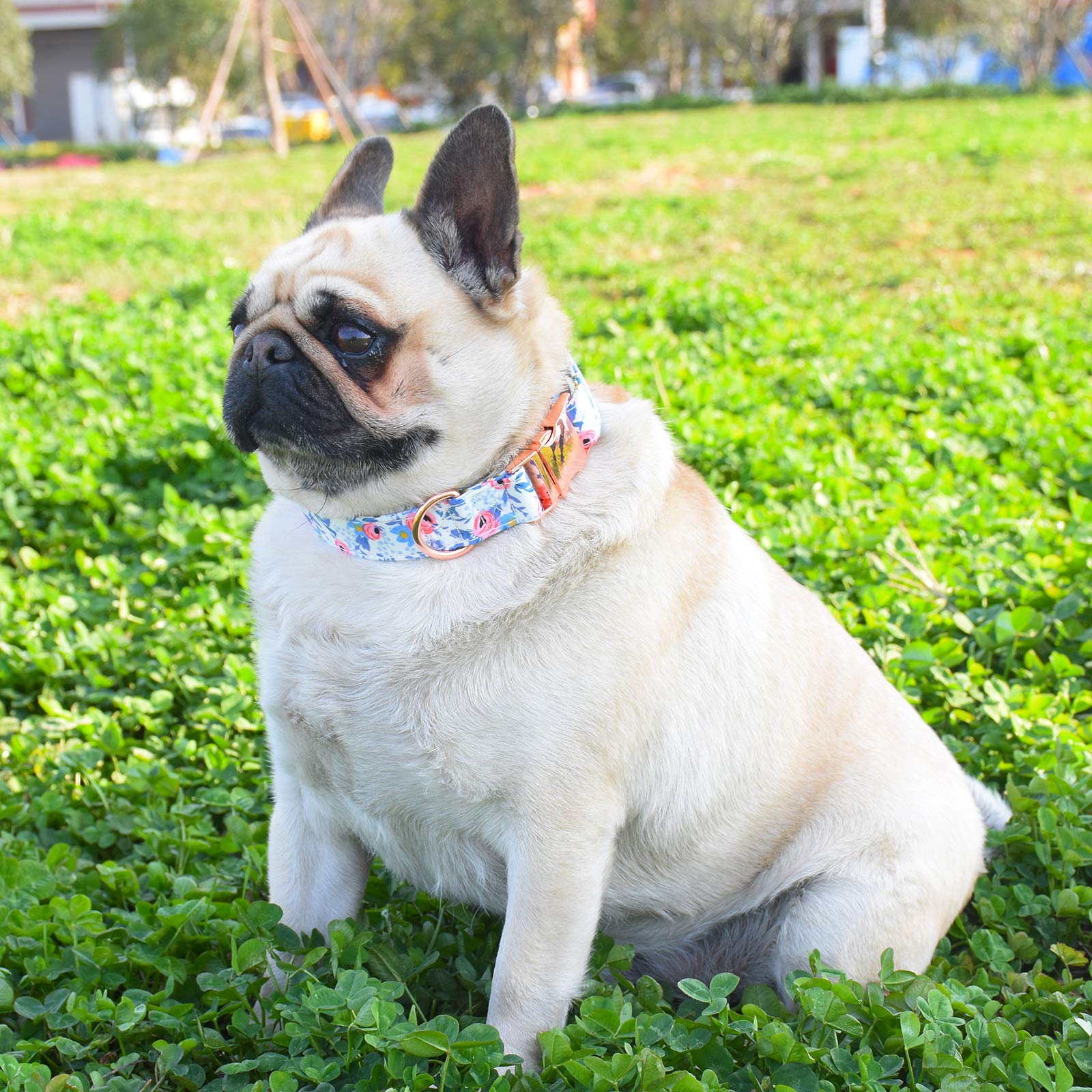 Durable Adjustable Metal Buckle Dog Collar for Small Medium Large Dogs - Soft Comfortable Pet Collar with Floral Design (Sizes 10-14in) - Perfect for Daily Walks, Training & Outdoor Adventures