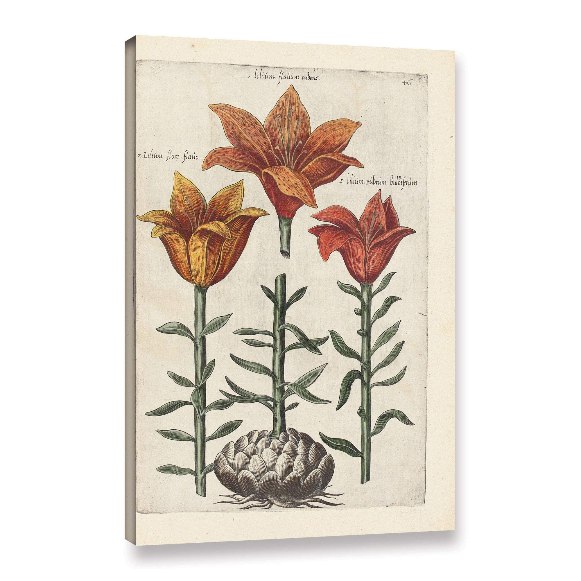 Florilegium Botanical Art Print - German School Gallery Wrapped Canvas Wall Decor 32x48 Inches - Perfect for Living Room, Bedroom & Office Decor