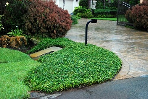 Asiatic Jasmine Minima - 30 Live Plants - Low Maintenance Evergreen Ground Cover for Landscaping, Erosion Control & Garden Borders