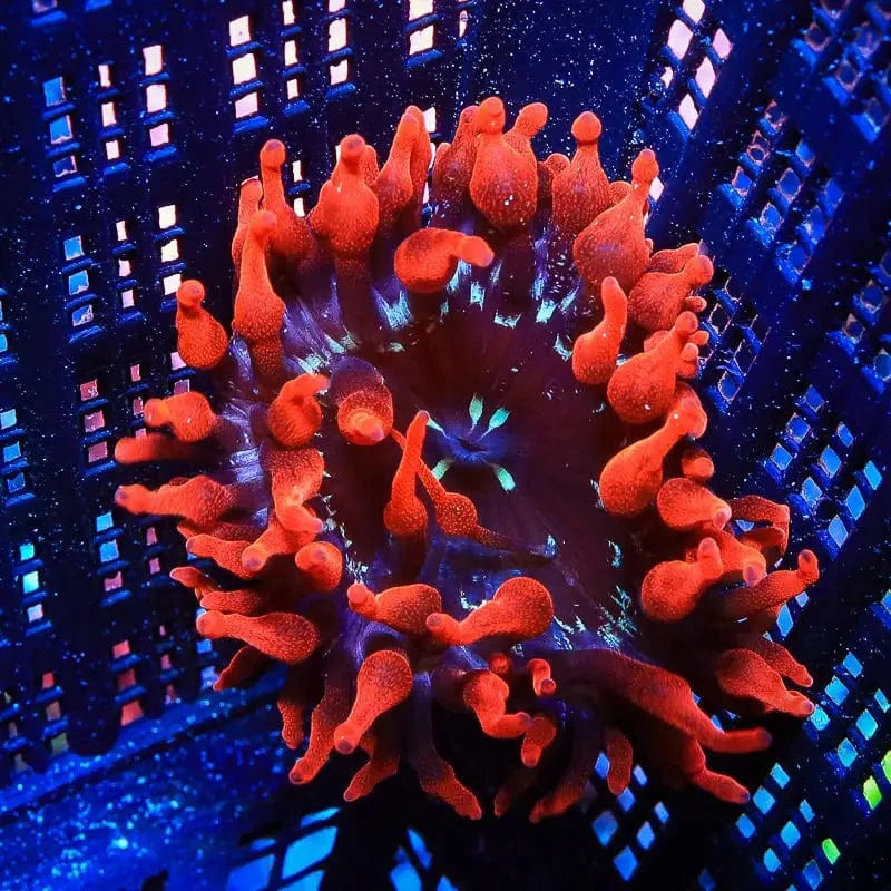 Premium Black Widow Bubble Tip Anemone for Saltwater Aquariums - Vibrant Coral Reef Tank Decoration for Marine Fish & Clownfish Habitat