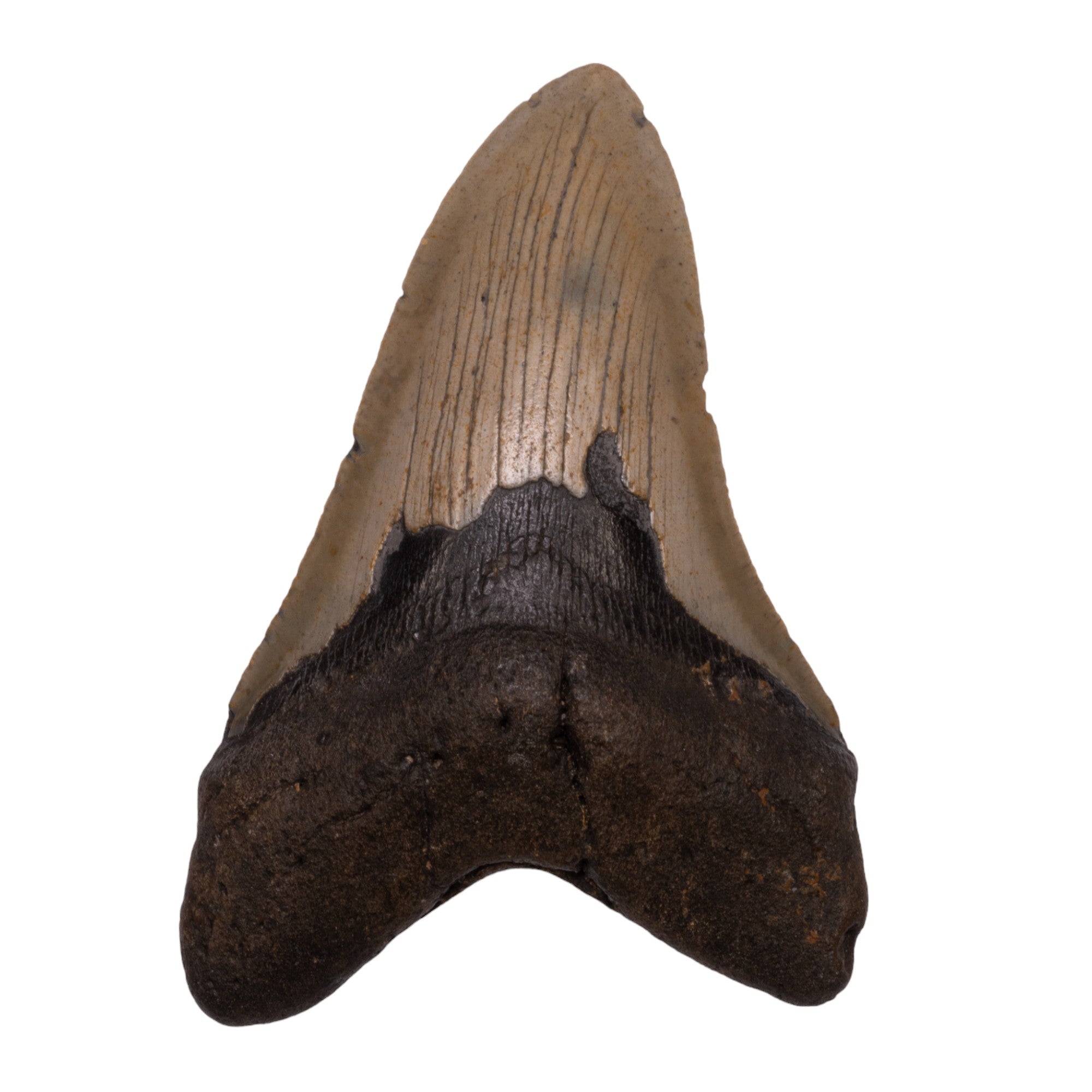 Authentic Megalodon Shark Tooth Fossil - Genuine Collector's Specimen for Home Decor, Classroom Display & Paleontology Enthusiasts
