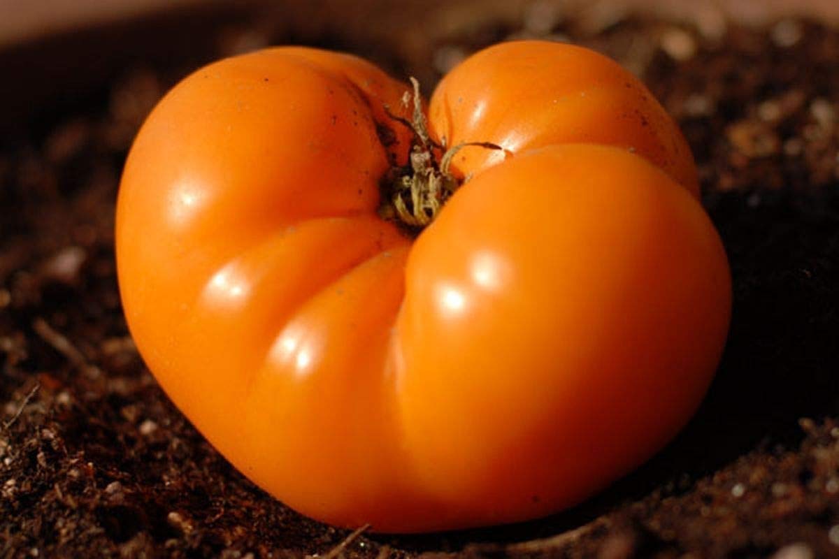Premium Persimmon Fruit Seeds - Sweet & Flavorful (25 Seeds) for Home Garden, Organic Farming & Fresh Fruit Lovers