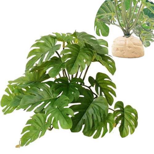 Monstera Deliciosa