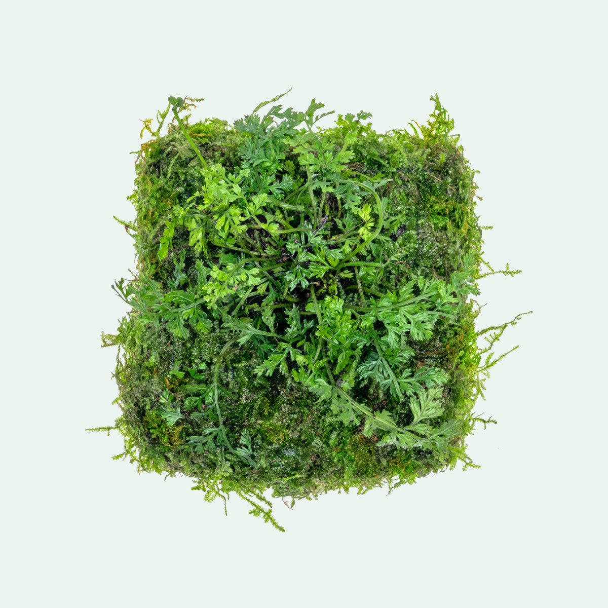 Premium Foresta Mat with Bolbitis Difformis & Christmas Moss - Live Aquarium Plant Carpet for Shrimp Tanks, Nano Aquascapes & Natural Aquatic Decor