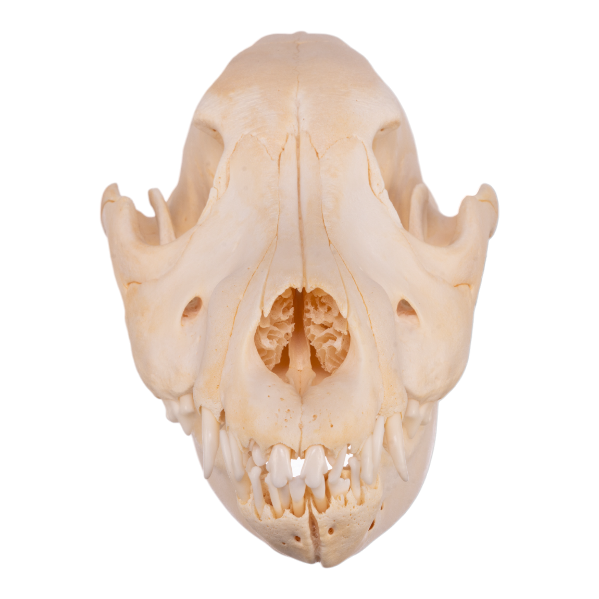 Authentic German Shepherd Puppy Skull - Real Domestic Dog Skull for Veterinary Study, Taxidermy & Halloween Decor