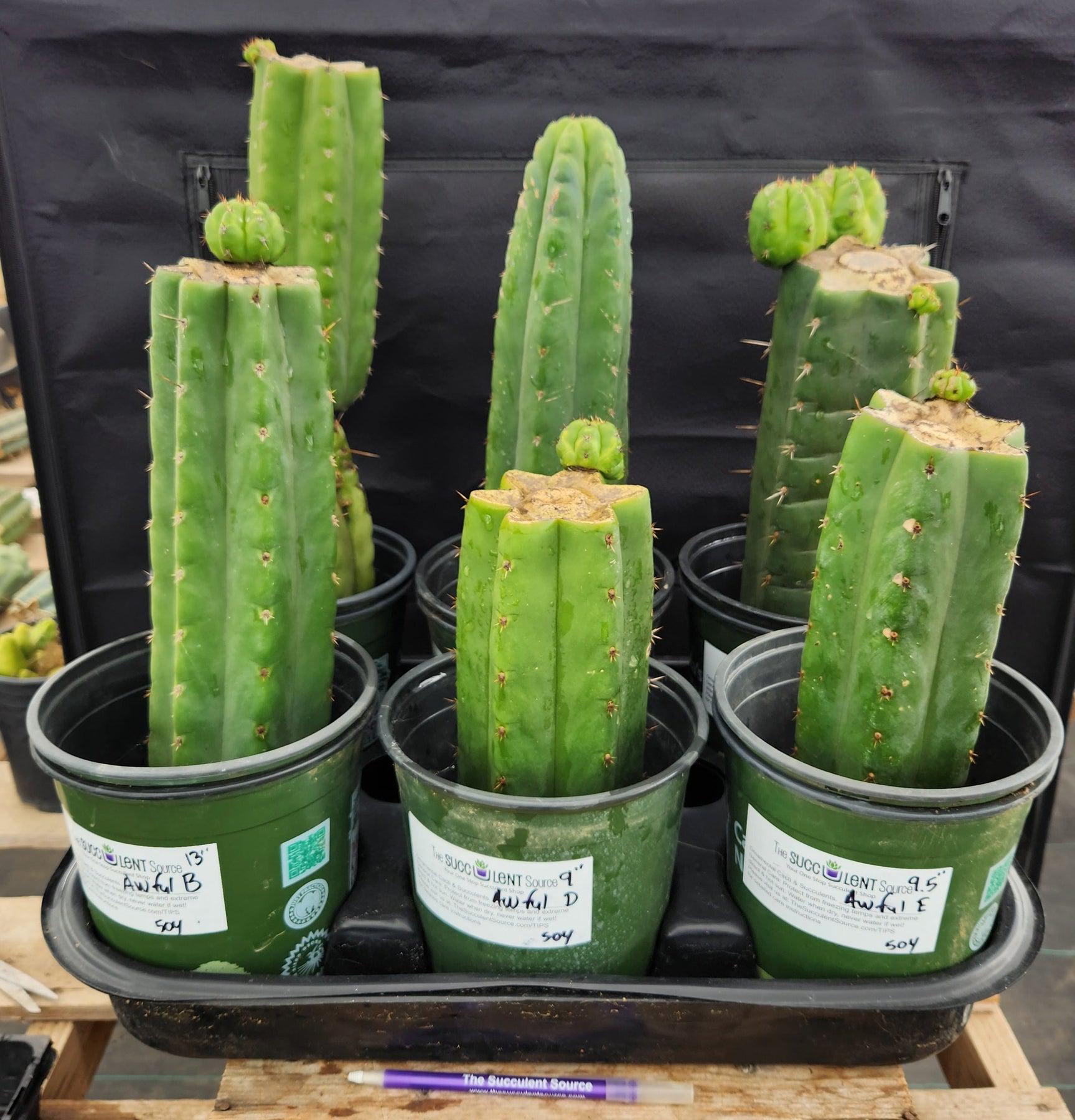 EC157 EXACT Trichocereus Pachanoi San Pedro Cactus - Live Plant Various Sizes for Home Garden, Landscaping & Spiritual Ceremonies