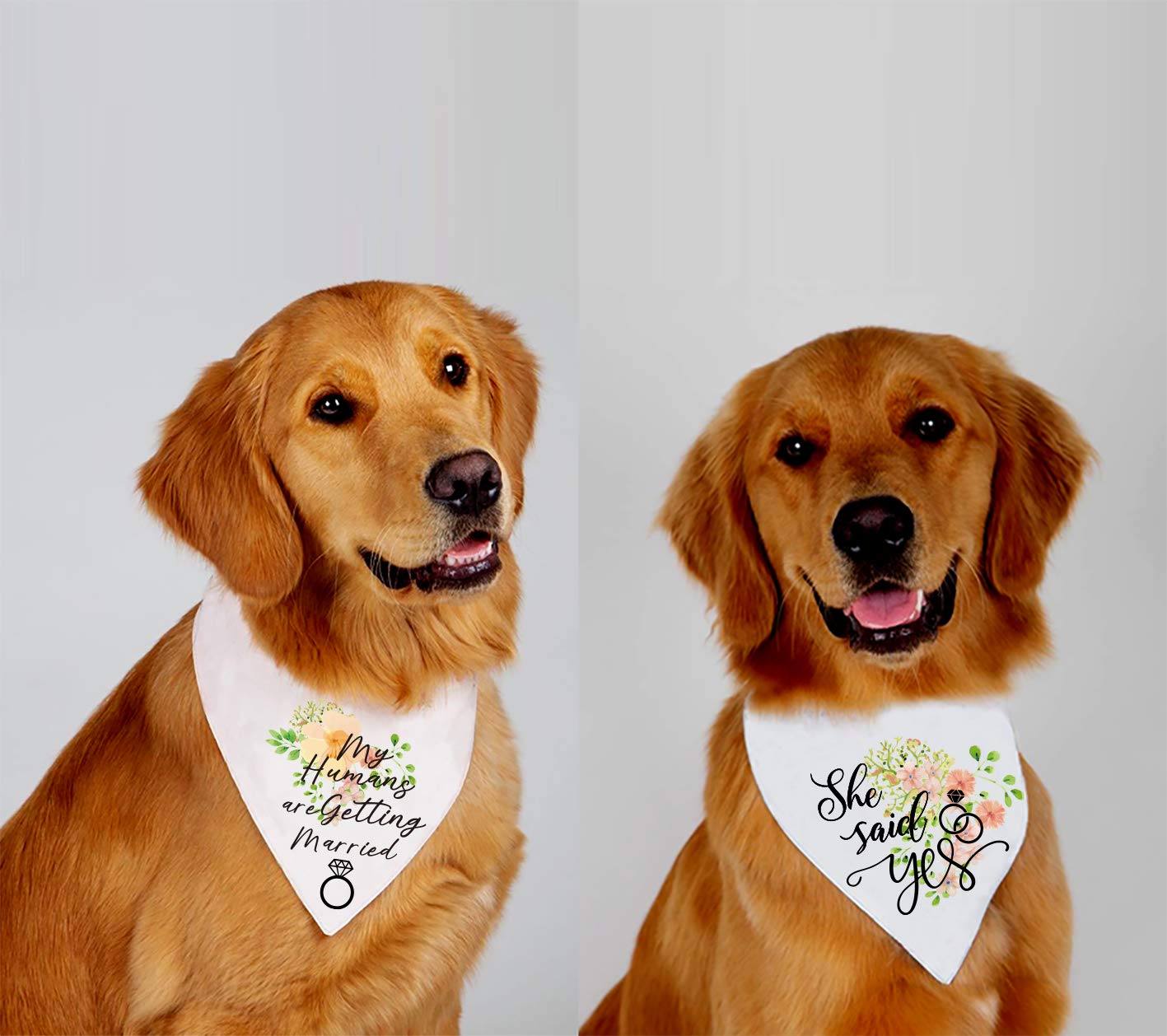 My Humans Are Getting Married - She Said Yes!