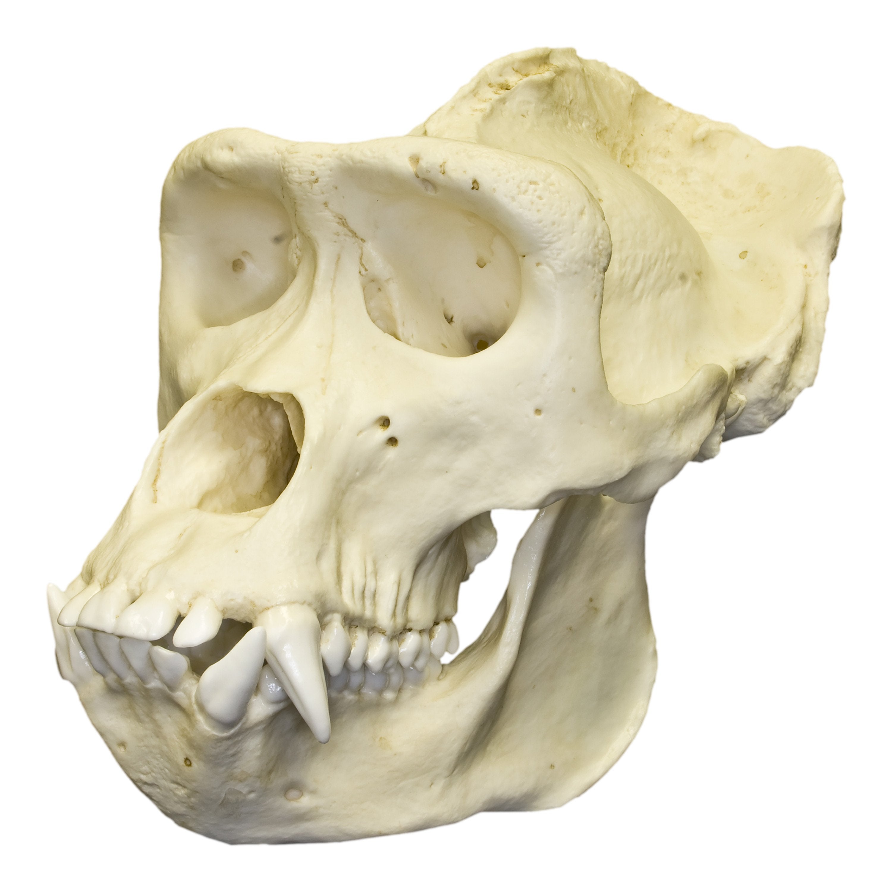 Authentic Replica Lowland Gorilla Skull - Male - Perfect for Educational Displays, Home Decor & Halloween Props