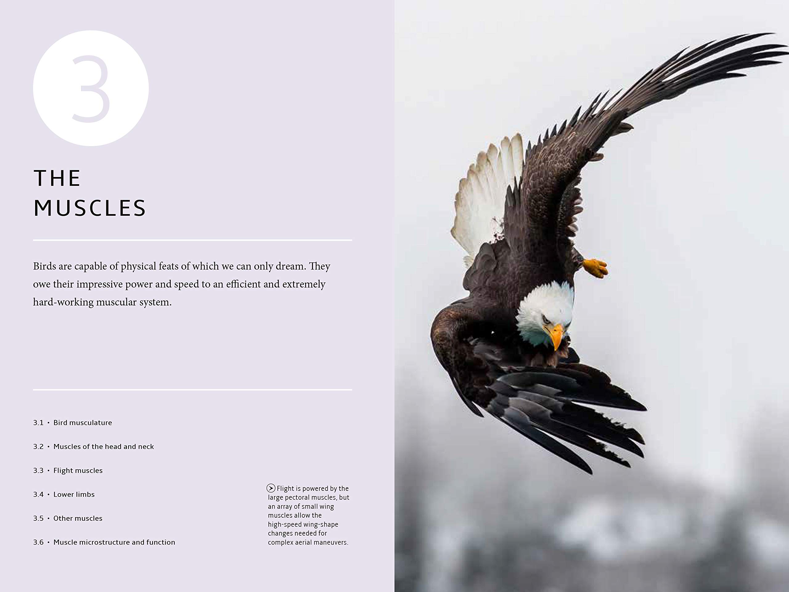 How Birds Work: Illustrated Guide to Bird Anatomy & Function - Bones, Beaks & Flight Mechanics | Birdwatching, Nature Study & Science Education