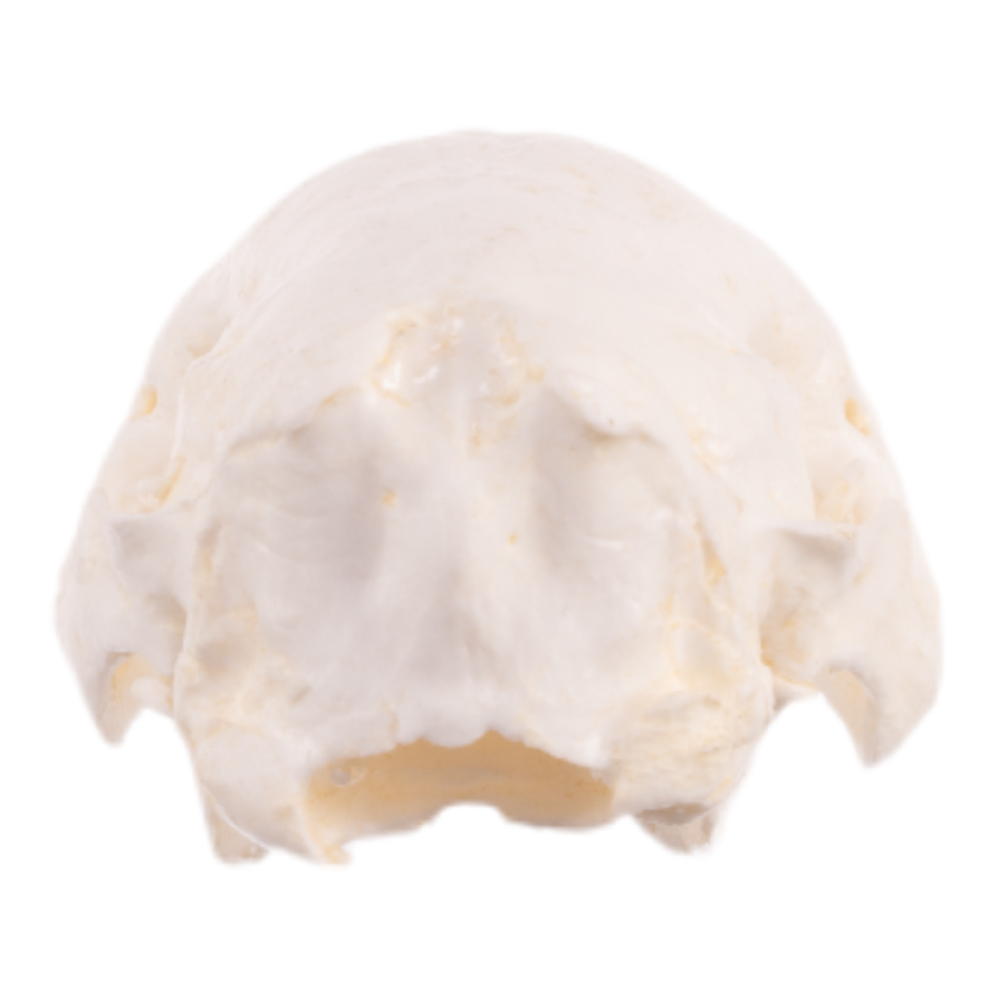 Authentic Replica Nine-Banded Armadillo Skull - Lifelike Animal Skull Model for Home Decor, Halloween Props, and Educational Displays