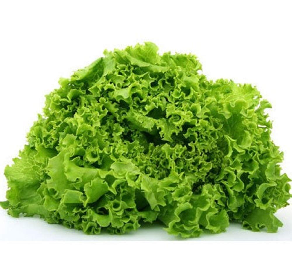 Non-GMO Green Salad Bowl Lettuce Seeds - 50 Count Pack - Heat-Tolerant Slow-Bolting Oak Leaf Variety - Fresh Lime Green Leaves for Salads & Sandwiches - Perfect for Home Gardens & Container Planting - Country Creek LLC