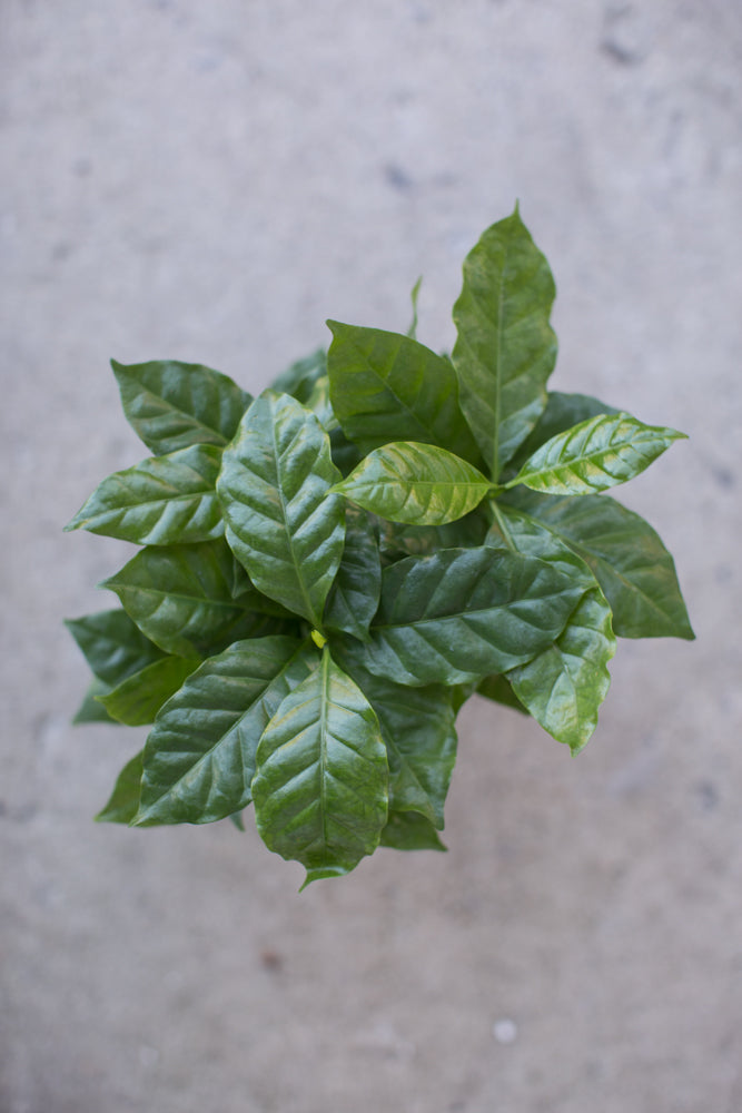 Premium Coffea Arabica Coffee Tree Plant - 4 Inch Pot for Home & Office - Grow Your Own Organic Coffee Beans | Perfect for Indoor Gardening, Gifts, and Coffee Enthusiasts