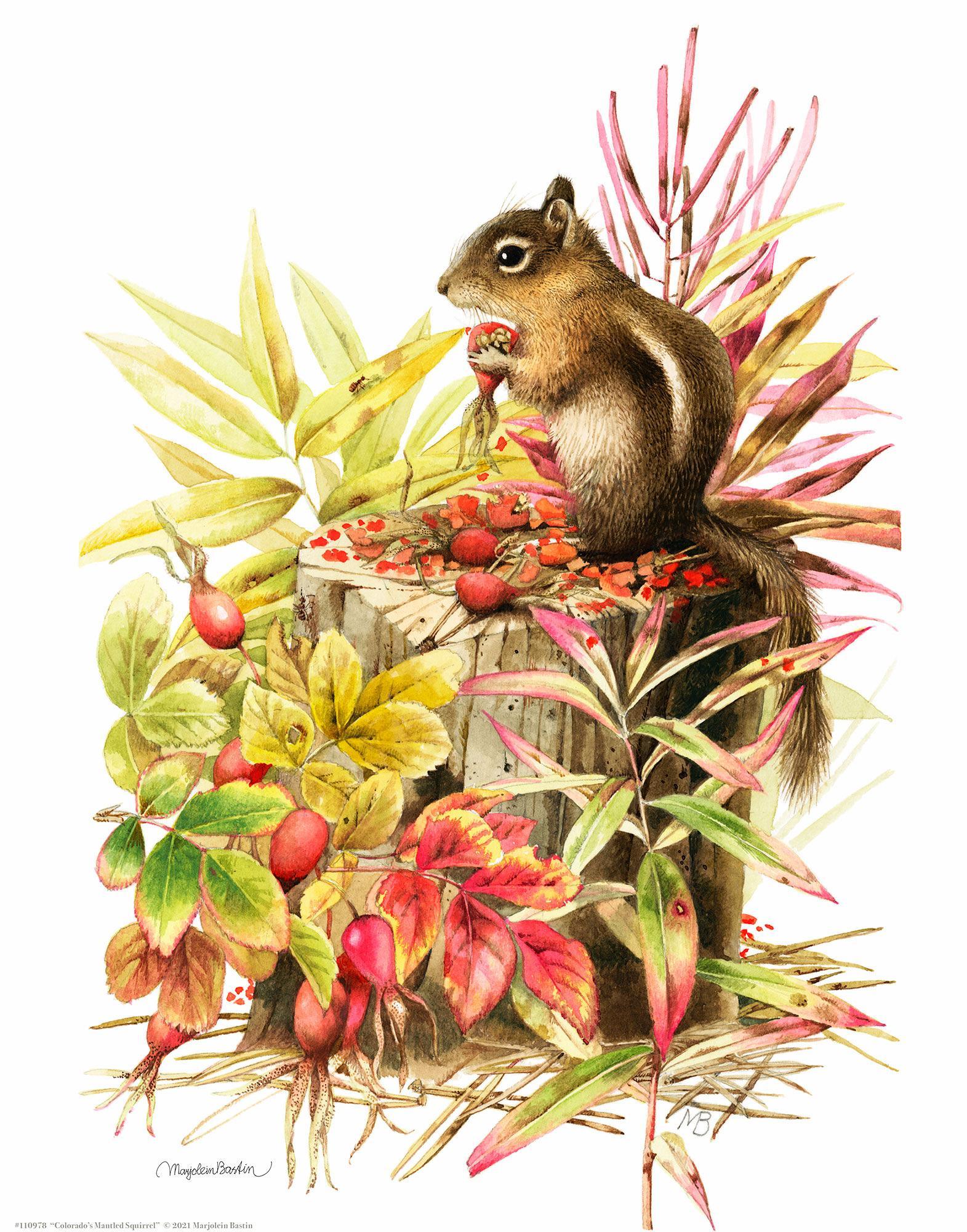 Colorado's Mantled Squirrel Art Prints - Wildlife Wall Decor for Home, Office & Cabin - Nature-Inspired Artwork for Living Room, Bedroom & Study