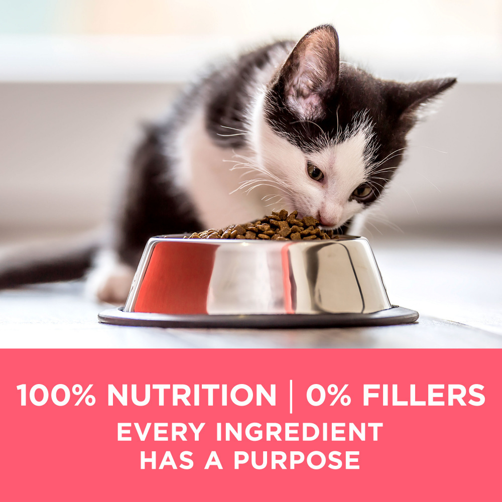 Purina ONE +Plus Healthy Kitten Dry Cat Food - High Protein, Natural Ingredients for Growing Kittens - Perfect for Indoor & Outdoor Cats, Supports Immune System & Digestive Health
