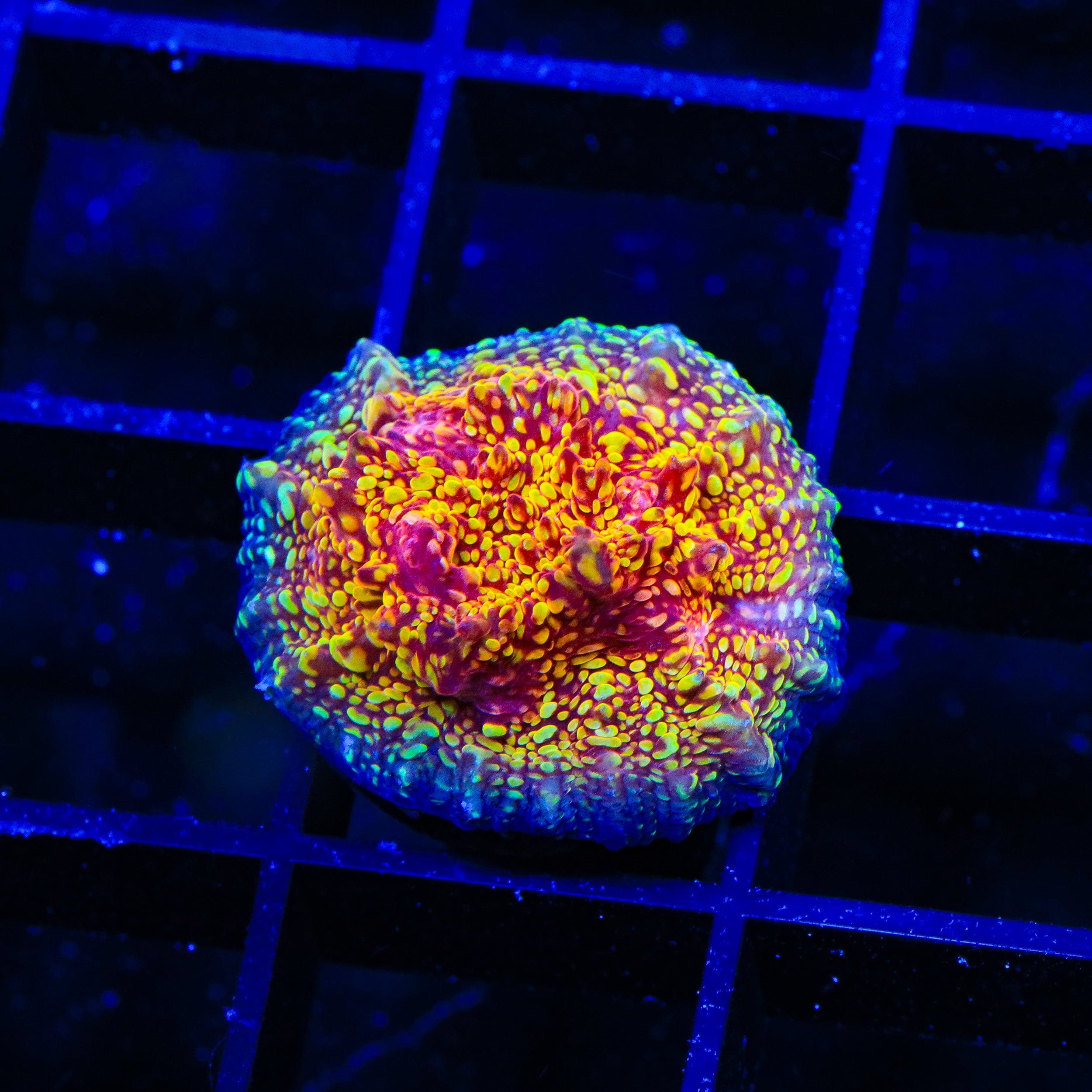 CB El Diablo Chalice Coral - Rare Live Coral for Saltwater Aquariums | Perfect for Reef Tanks & Marine Displays