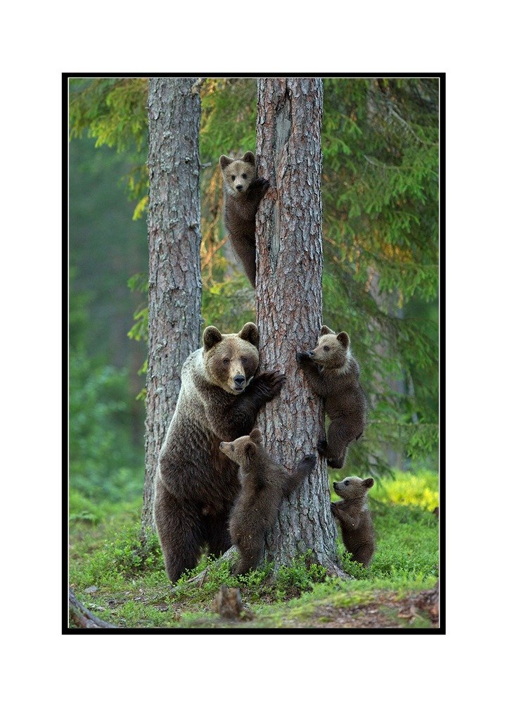 Grizzly Bear Family Climbing Tree Wall Art - 24x36 Framed Canvas Print - Nature Wildlife Home Decor for Living Room, Bedroom & Office