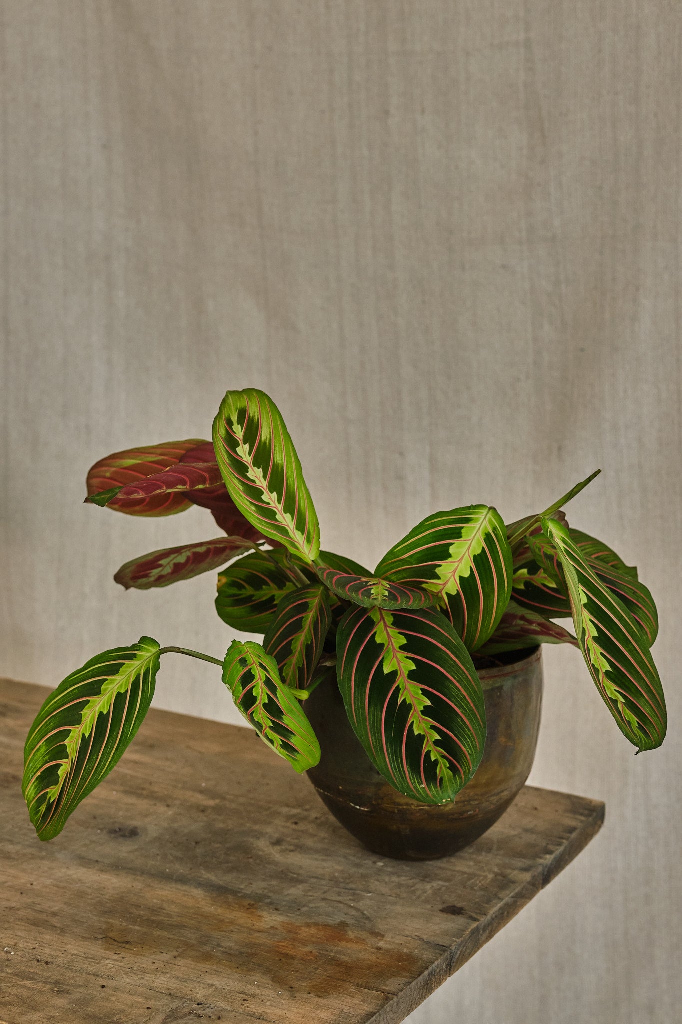 Maranta Leuconeura 'Fascinator' Prayer Plant - Live Indoor Houseplant for Home & Office Decor - Perfect for Low Light Spaces & Air Purification