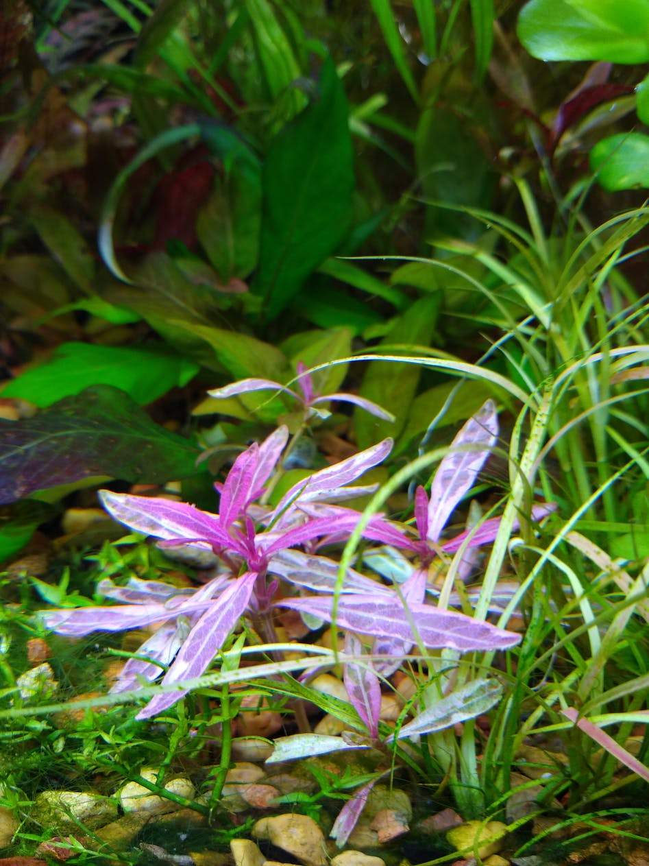 TCulture Hygrophila Lancea Araguaia Pink Lady Aquatic Plant (Potted) - Perfect for Aquascaping, Fish Tanks & Freshwater Aquariums