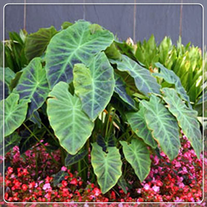 Black Elephant Ear Bulbs - 4 Pack Perennial Garden Plants, Easy to Grow in Pots | Perfect for Landscaping, Patio Decor & Unique Gardening Gifts