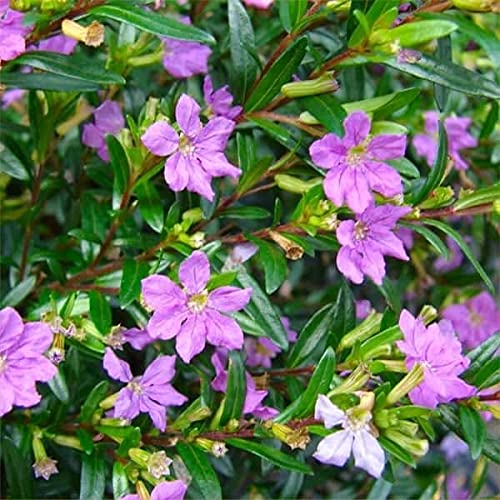 Cuphea Hyssopifolia Plant - Mexican Heather Herbalism Plant for Gardens, Landscaping & Indoor Decor | Attracts Butterflies & Pollinators