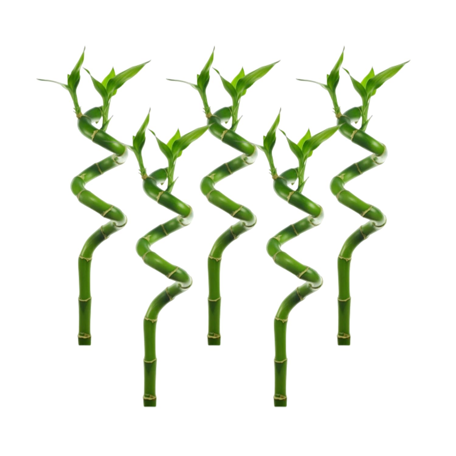 Lucky Bamboo Plant Dracaena Sanderiana - 5 Pack Curly Indoor House Plants - Organic Aquatic Plants for Home & Office Decor - Easy Care Low Maintenance - Perfect for Feng Shui, Gifts & Tabletop Decor