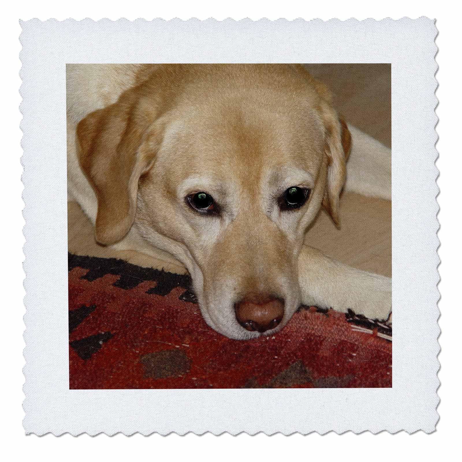 3D Rose Happy Lab 10x10 Inch Square Quilt - Perfect for DIY Home Decor, Baby Nursery, and Craft Projects