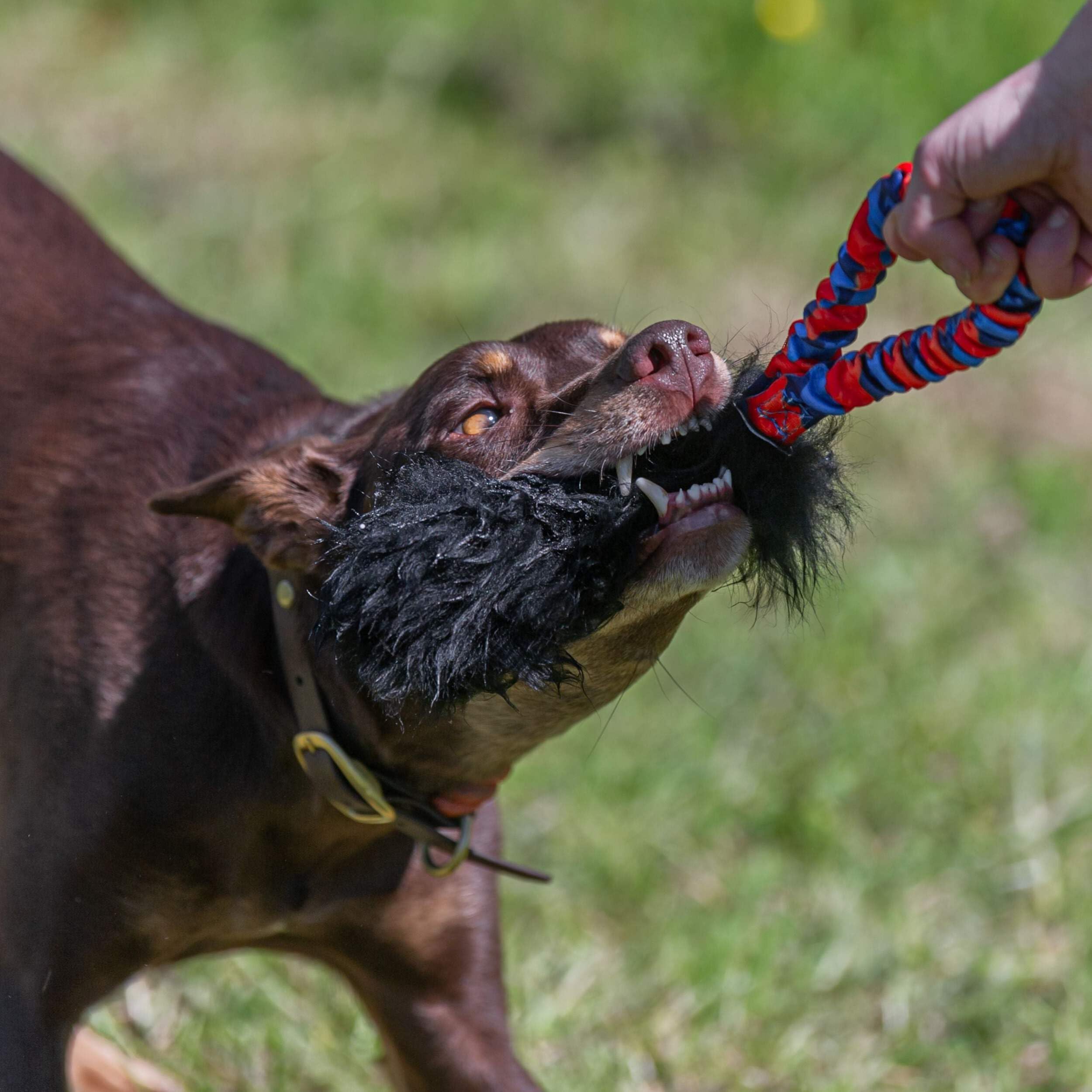 **Tug-E-Nuff Pocket Magnet Interactive Bungee Tug Toy for Dogs – Shock-Absorbing, Durable Dog Toy for Strong Chewers | Puppy Training & Playtime | 100% Locally-Sourced Sheepskin | 13 x 8 Inches | Perfect for Indoor & Outdoor Play, Fetch, and Bonding**