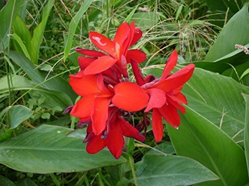 Premium Canna Stras Mix Bulbs (2 Pack) - Fast Growing Rhizomes with 2-3 Eyes - Heat & Humidity Resistant Plants for Tropical Gardens, Poolside Landscaping & Vibrant Outdoor Decor