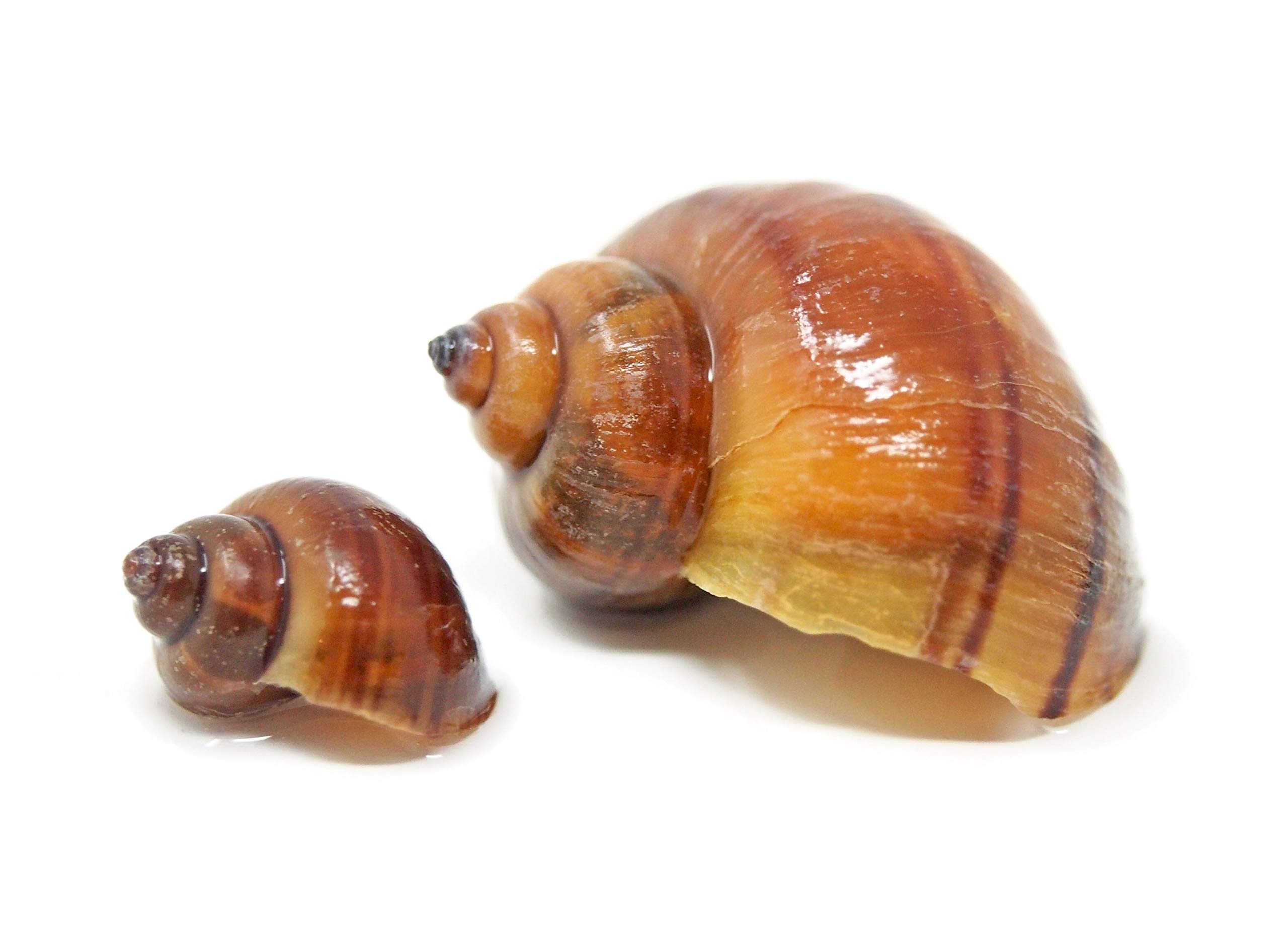 30 Live Albino Mystery Snails for Freshwater Aquariums | Biofilm Eater & Tank Cleaner | Nano Fish Tank Pets | Glass Cleaning Snails | Aquarium Decorations for Home & Office Use