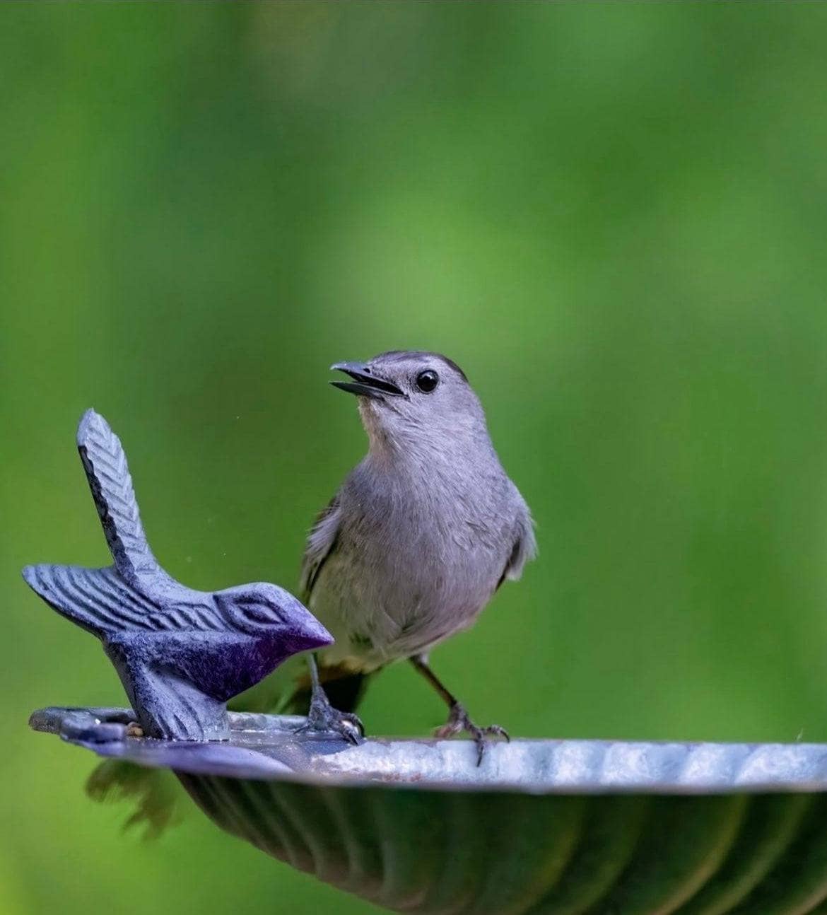 Scalloped Shell Bird Bath for Garden - Decorative Outdoor Bird Feeder with Elegant Design, Perfect for Attracting Birds to Your Backyard or Patio