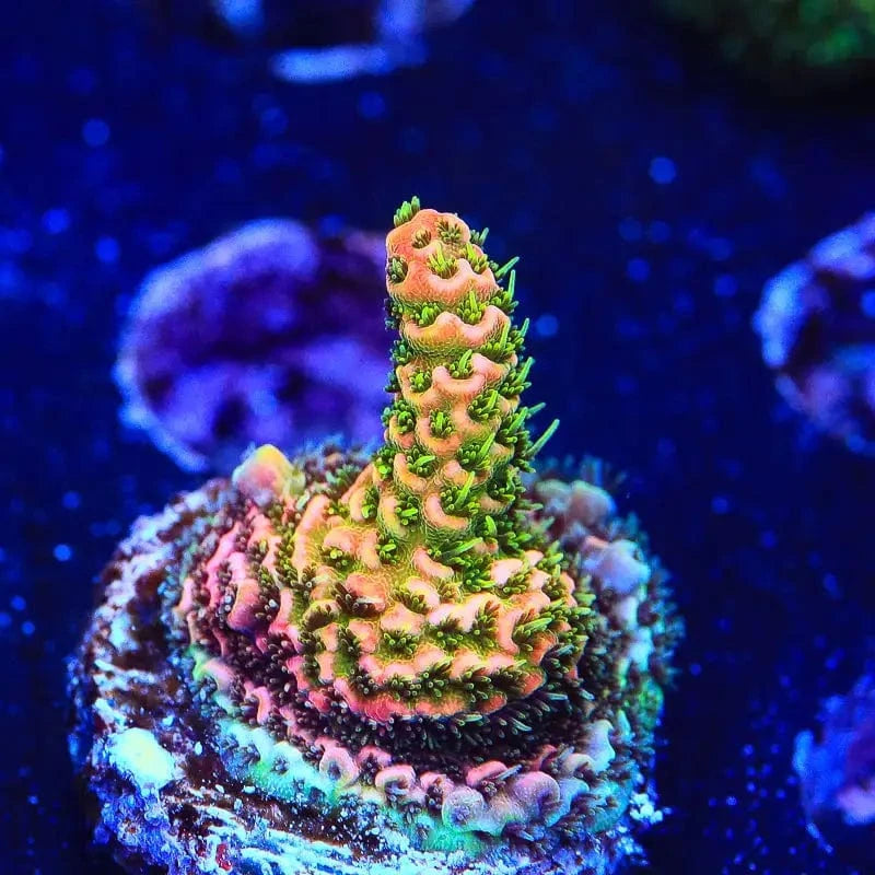 ASD Rainbow Millepora Acropora Coral - Vibrant Saltwater Aquarium Coral for Reef Tanks | Perfect for Marine Aquascaping and Coral Propagation
