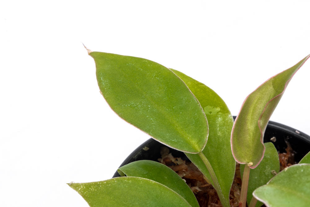 Philodendron Atabapoense Bare Root Plant - Rare Tropical Houseplant for Indoor Decor & Gardening