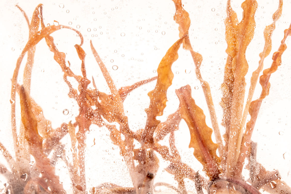 Cryptocoryne Albida Red Tissue Culture Aquatic Plant for Freshwater Aquarium - Perfect for Aquascaping, Fish Tanks & Planted Aquariums