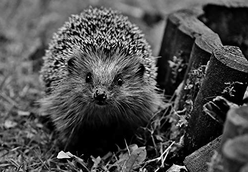 Nocturnal Animal Hedgehog Garden Poster - 20x30 Inch Laminated Wall Art with Vibrant Colors & Vivid Imagery - Perfect for Home Decor, Classroom, Office or Nursery - Fits Standard Frames
