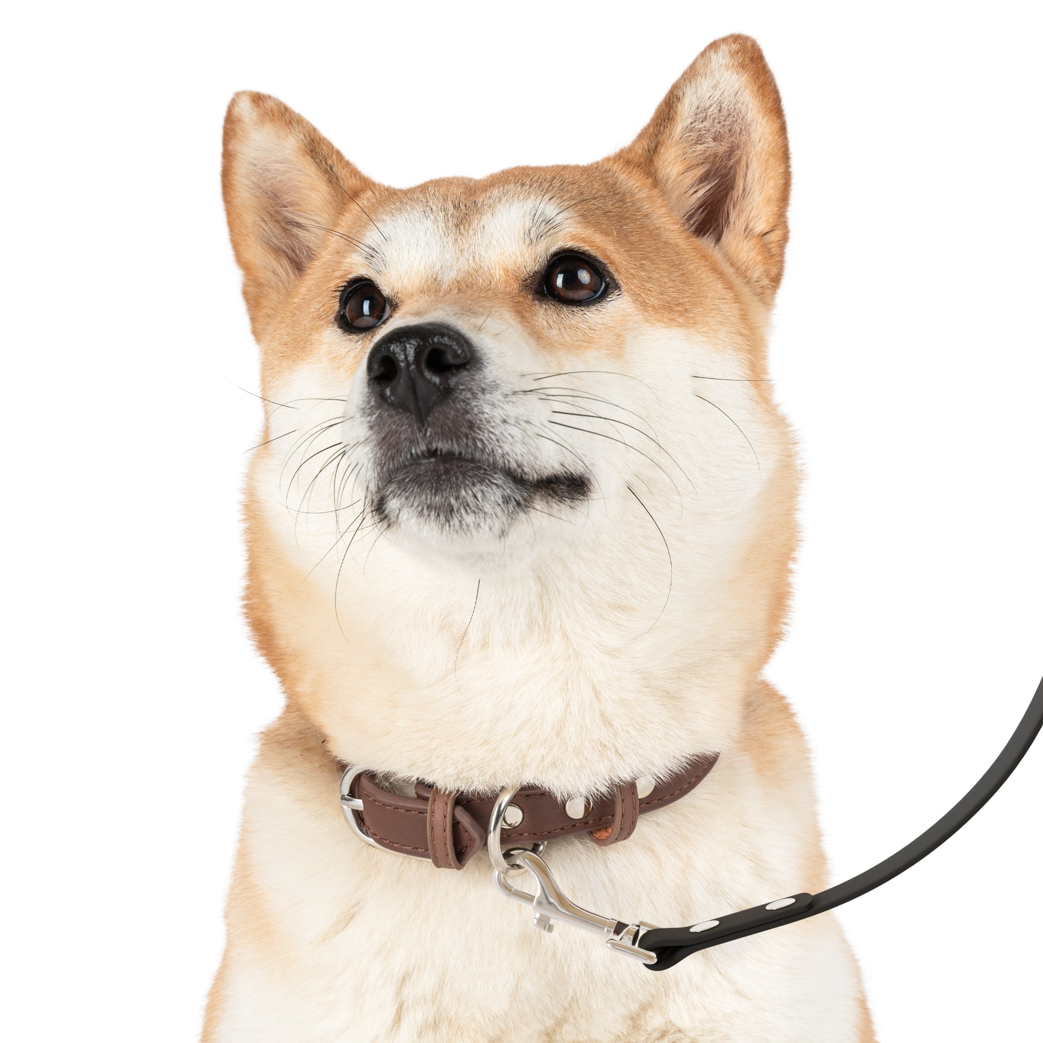 Seawolves Premium Pet Leash - Durable Dog Leash for Small Medium Large Dogs - Perfect for Walking, Running & Outdoor Adventures