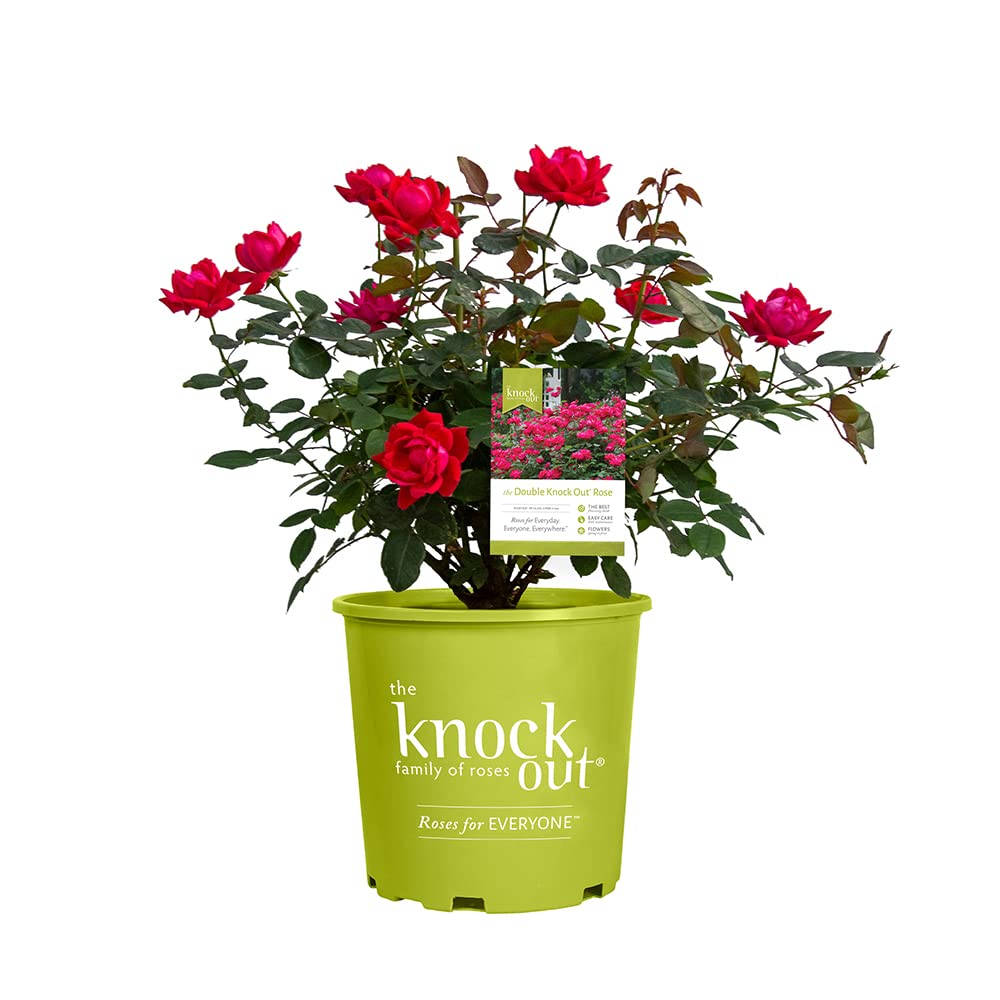 Fresh Red Roses Bouquet for Delivery Prime - Live Knockout Rose Bush Plants, Indoor & Outdoor Rose Plant Lover Gifts - Perfect for Valentine's Day, Anniversary, Wedding Decor & Home Garden Planting