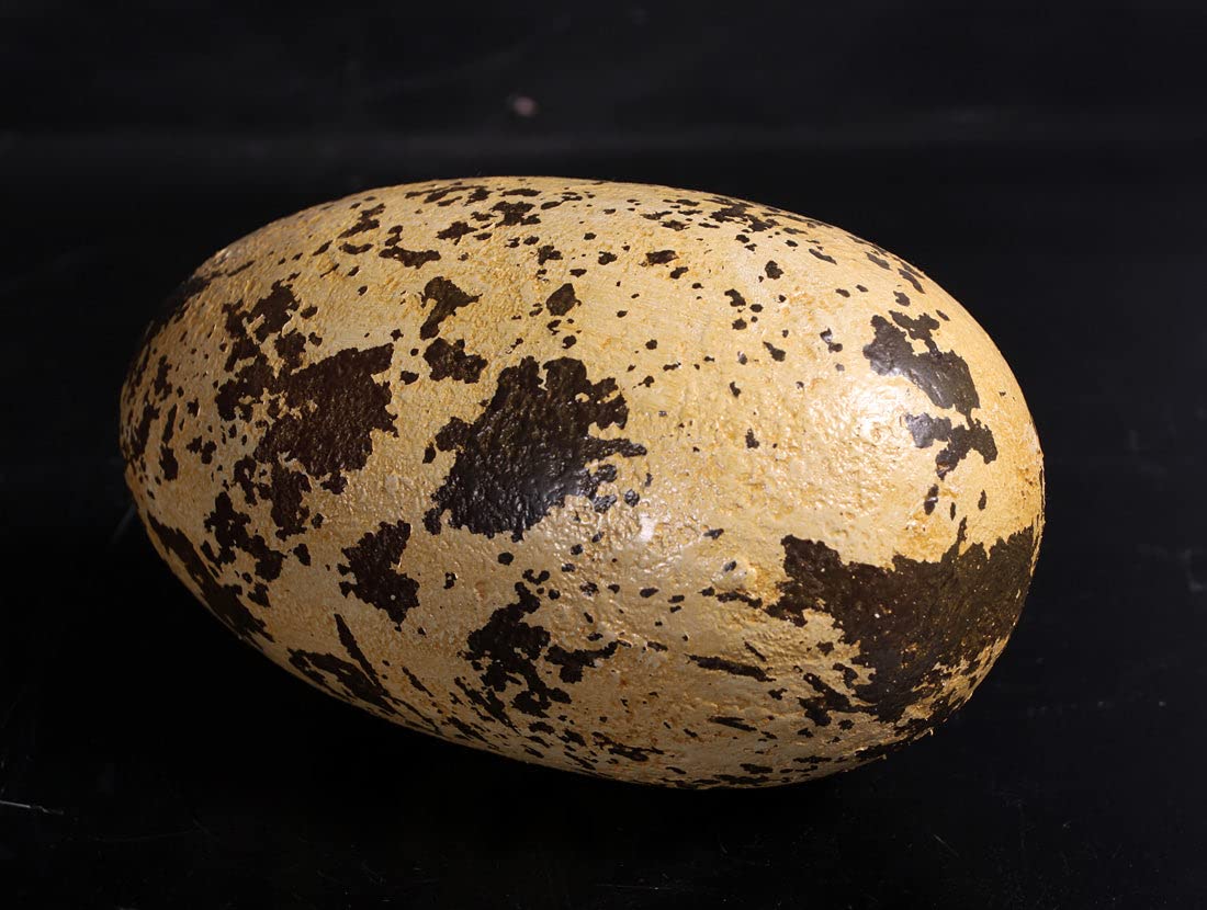 LM Treasures Small Theropod Dinosaur Egg Life-Size Replica - Perfect for Dinosaur Enthusiasts, Home Decor & Educational Displays