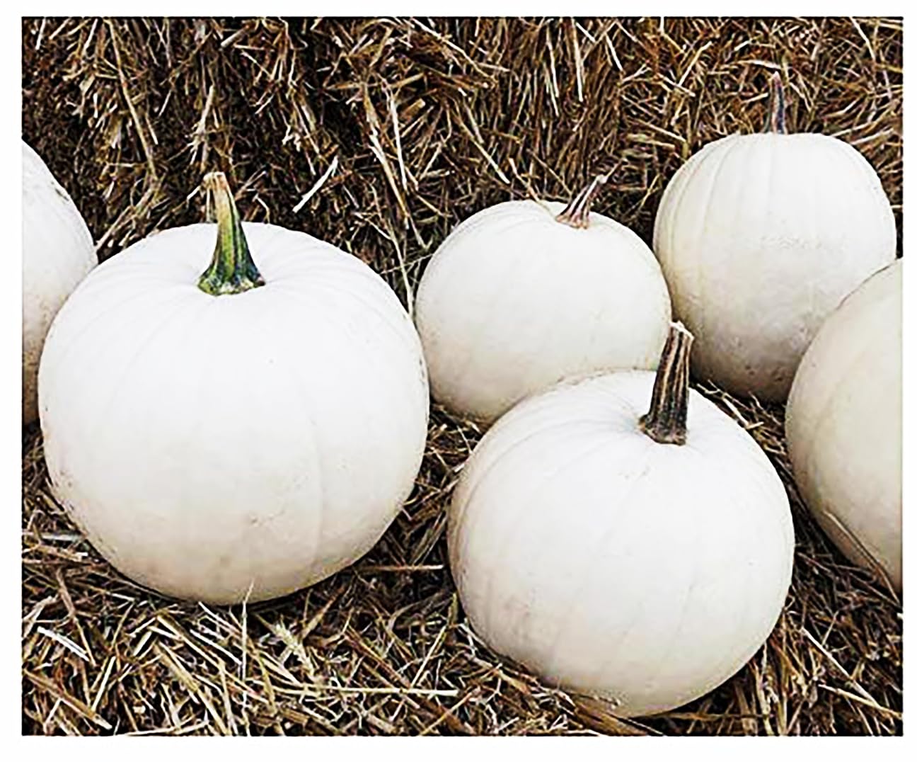10 Rare White Pumpkin Seeds - Cotton Candy Variety for Planting, Sweet White Flesh & Skin | Perfect for Fall Decorations, Halloween Pumpkins, and Home Gardening