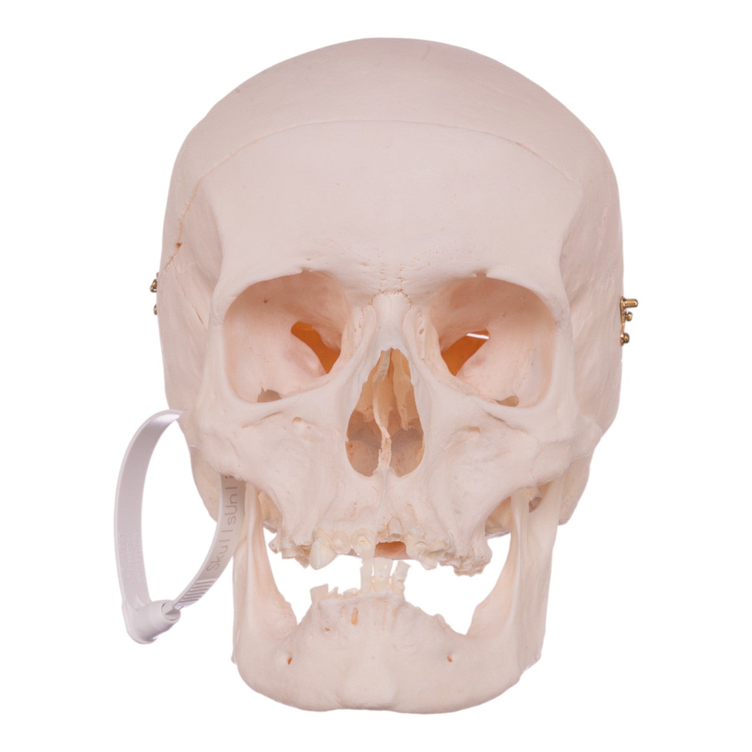 Premium Anatomical Human Skull Model - Accurate Medical & Educational Tool for Students, Doctors & Collectors - Perfect for Classroom Study, Halloween Decor & Science Labs