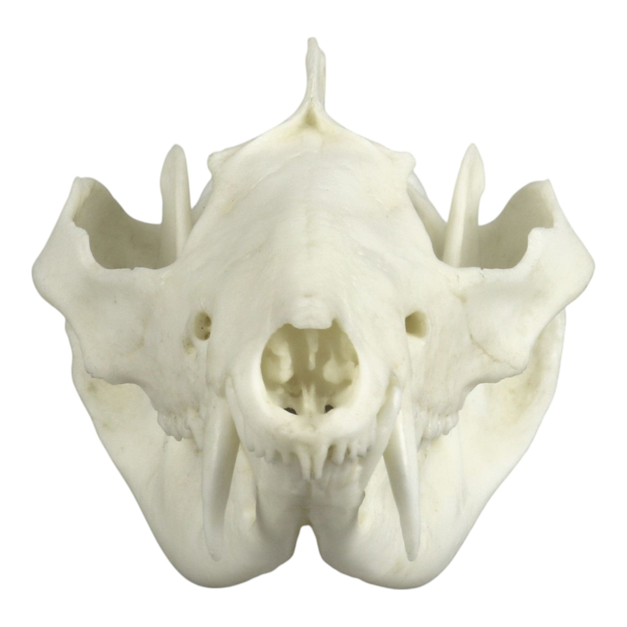 Authentic Replica American Opossum Skull - High-Quality Educational Specimen for Science Class, Halloween Decor & Taxidermy Display