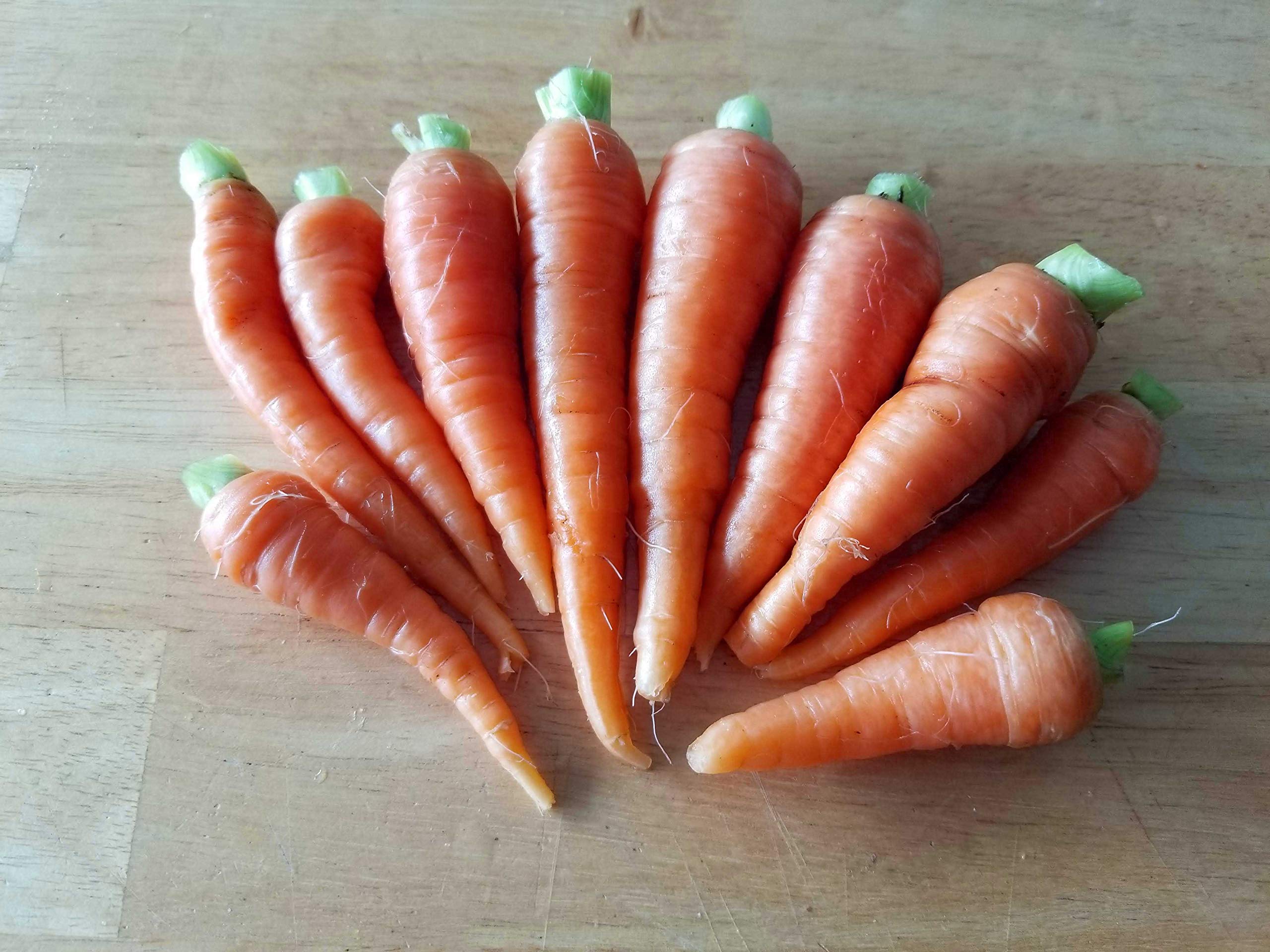 Organic Scarlet Nantes Heirloom Carrot Seeds - Non-GMO, Open Pollinated, Untreated Vegetable Seeds (1 oz) for Home Gardening & Sustainable Farming