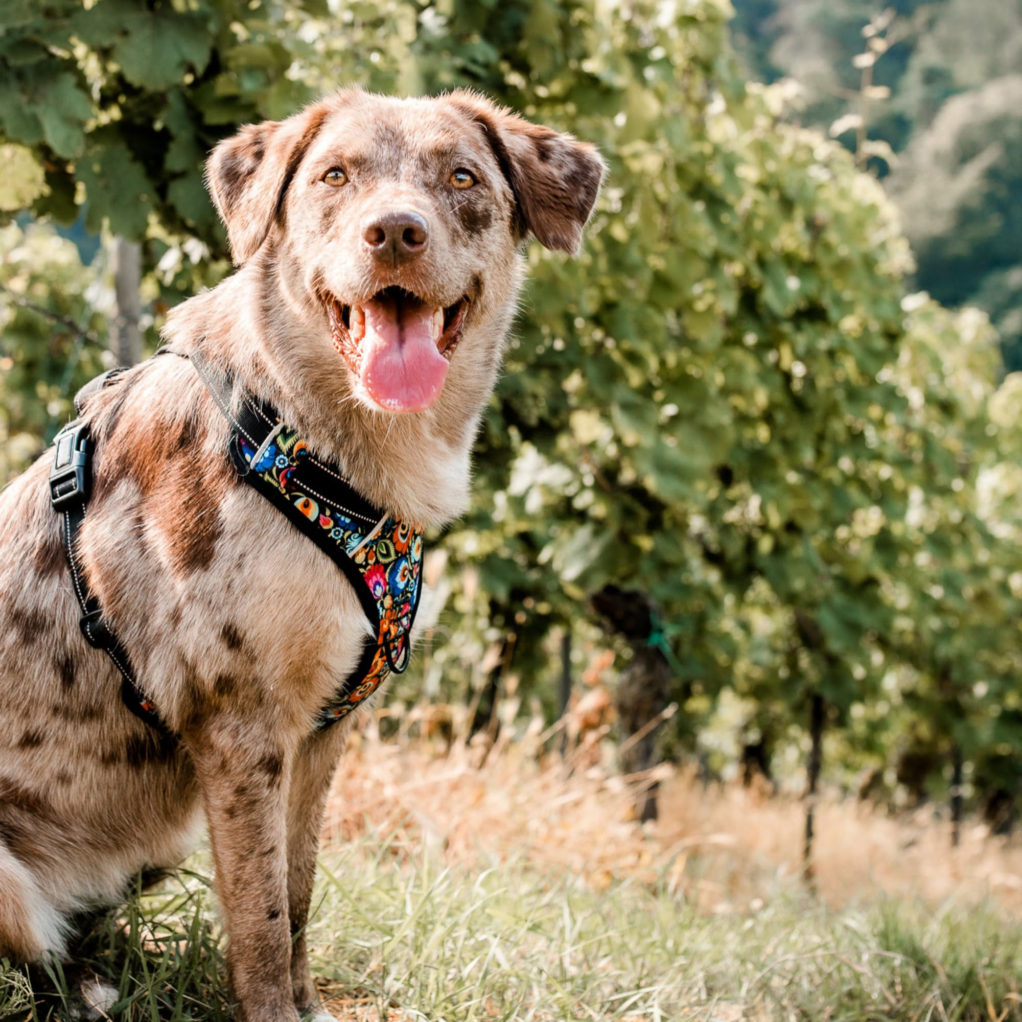 Lucky Love No Pull Dog Harness - Adjustable Pet Harness for Small Medium Large Dogs with Cute Floral Pattern (Blackbird, Small) | Perfect for Walking, Training & Outdoor Adventures